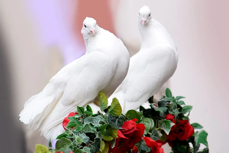 Choisir un lâcher de colombes pour votre mariage: Une tradition magique!